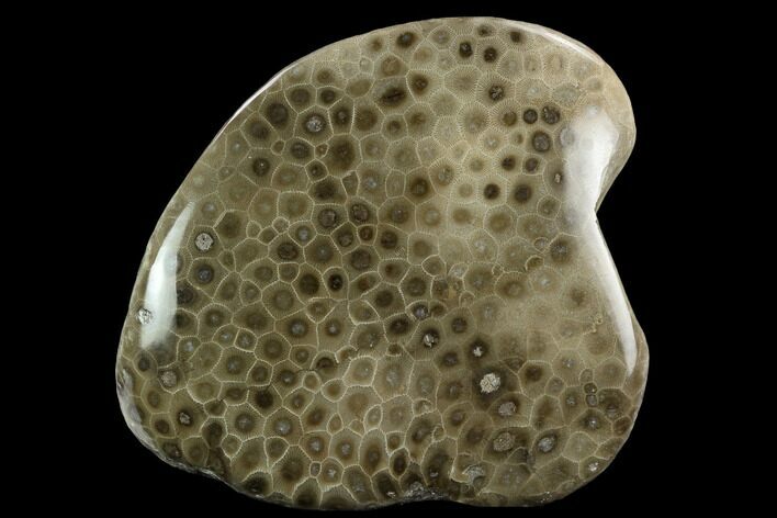 Polished Petoskey Stone (Fossil Coral) - Michigan #131092